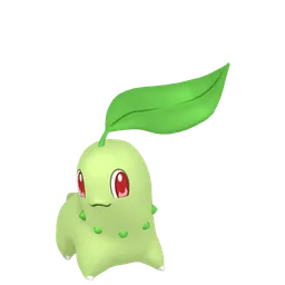 チコリータ